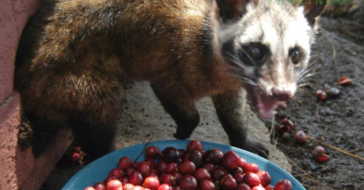 Distinctive Spotted Skunk, in Indonesia known as Musang Bercak, captured in this image.