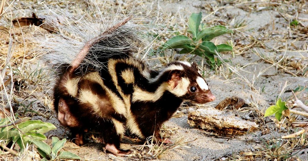 Striking appearance of the Spotted Skunk, known in scientific circles as Spilogale.