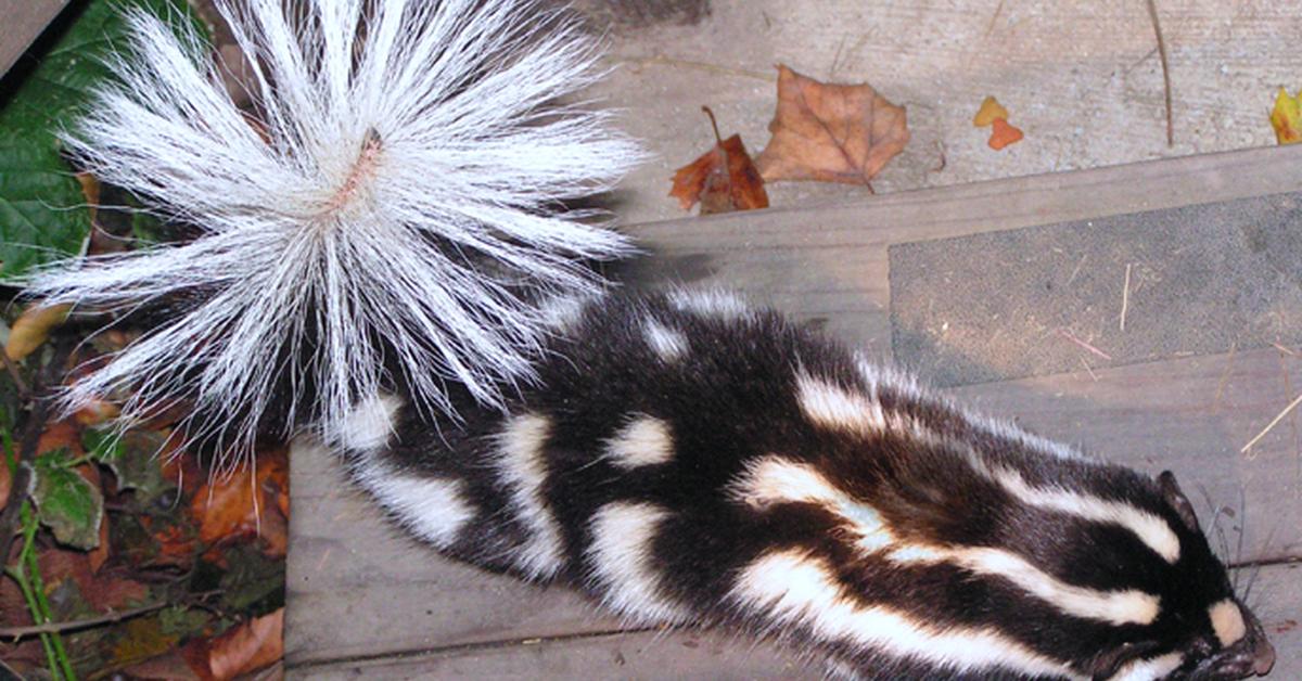 Captivating presence of the Spotted Skunk, a species called Spilogale.