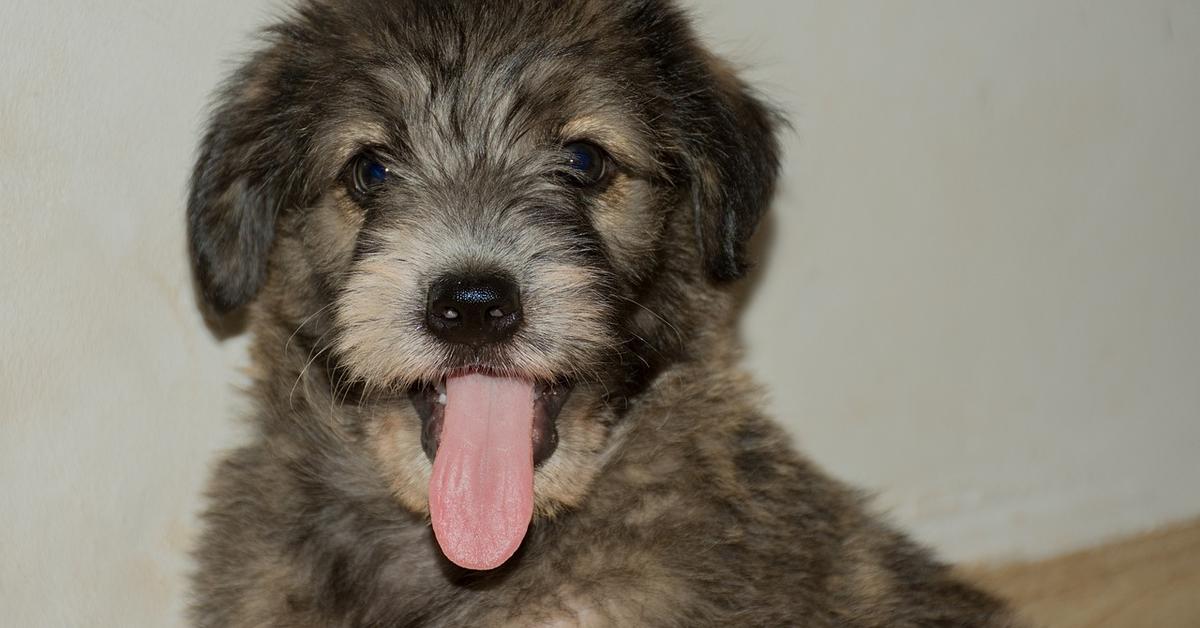 The Spanish Water Dog, a beautiful species also known as Anjing Air Spanyol in Bahasa Indonesia.