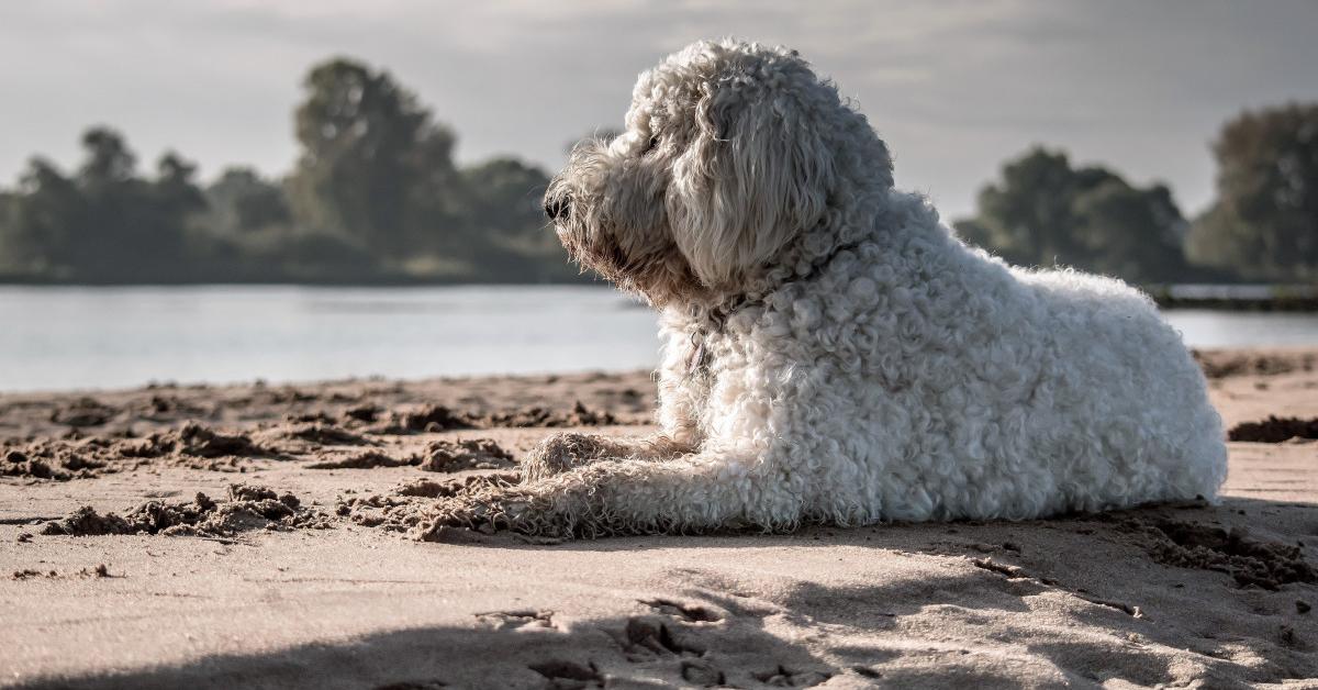 Enchanting Spanish Water Dog, a species scientifically known as Canis lupus familiaris.