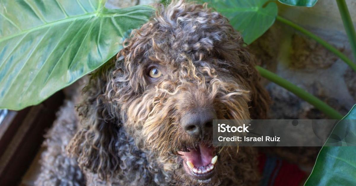 The majestic Spanish Water Dog, also called Anjing Air Spanyol in Indonesia, in its glory.