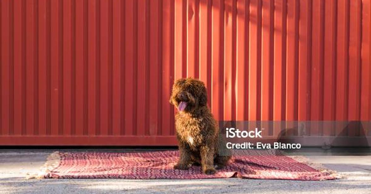 Natural elegance of the Spanish Water Dog, scientifically termed Canis lupus familiaris.