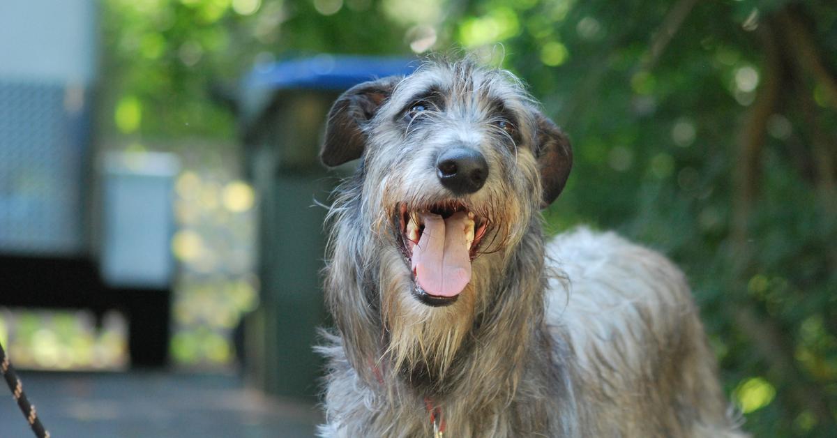 Splendid image of the Scottish Deerhound, with the scientific name Canis lupus.