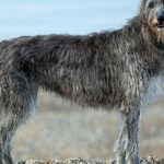 Unique portrayal of the Scottish Deerhound, also called Anjing Rusa Skotlandia in Bahasa Indonesia.