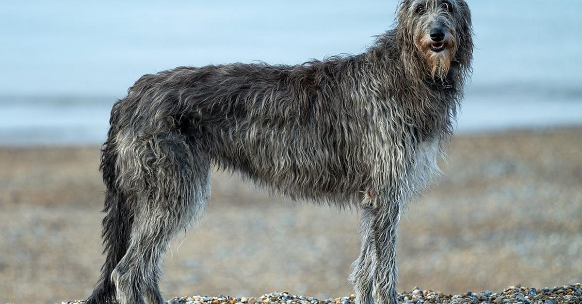 Unique portrayal of the Scottish Deerhound, also called Anjing Rusa Skotlandia in Bahasa Indonesia.