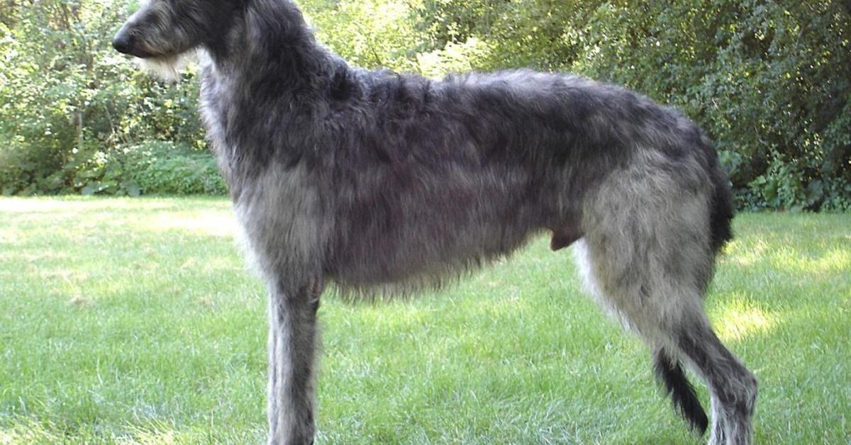 Engaging shot of the Scottish Deerhound, recognized in Indonesia as Anjing Rusa Skotlandia.