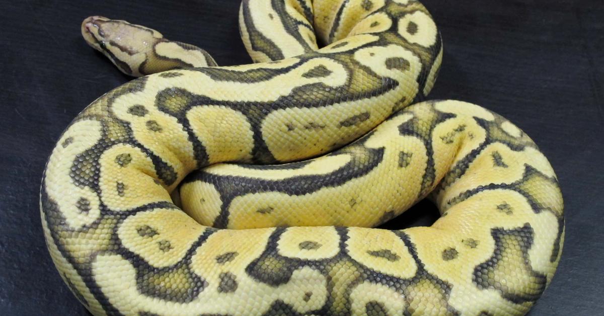 The Super Pastel Ball Python in its natural beauty, locally called Piton Bola Super Pastel.