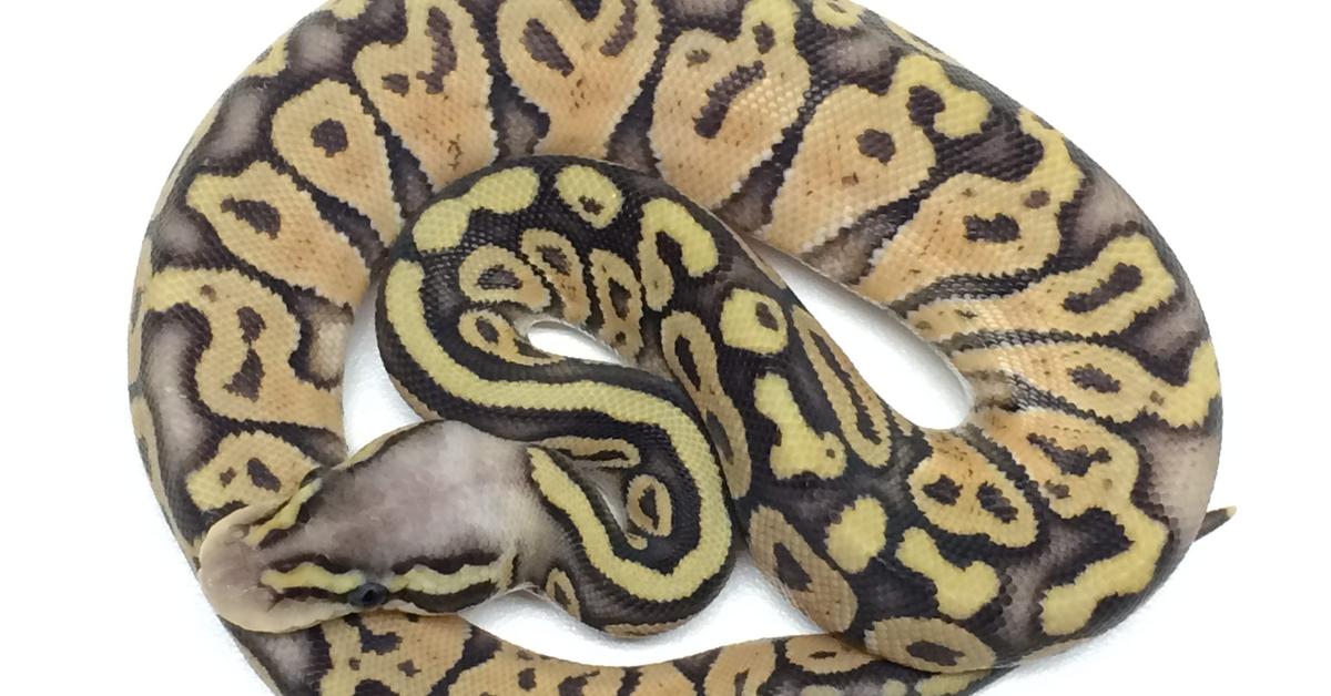 Visual of Super Pastel Ball Python, or Piton Bola Super Pastel in Indonesian, showcasing its beauty.