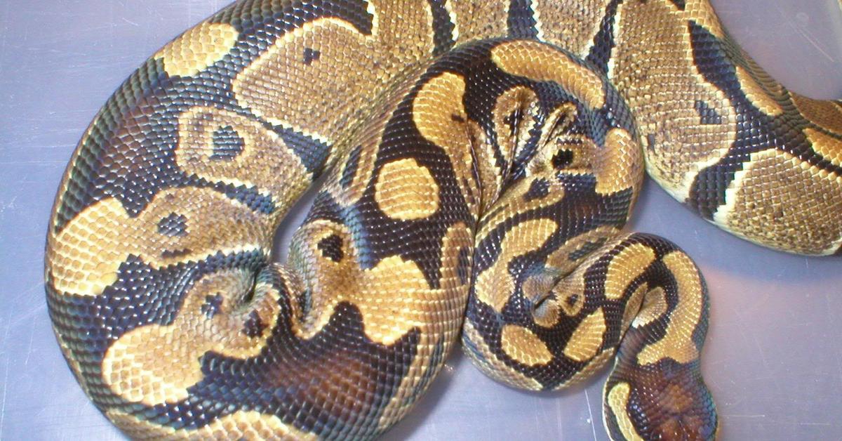 The fascinating Super Pastel Ball Python, scientifically known as Python regius.