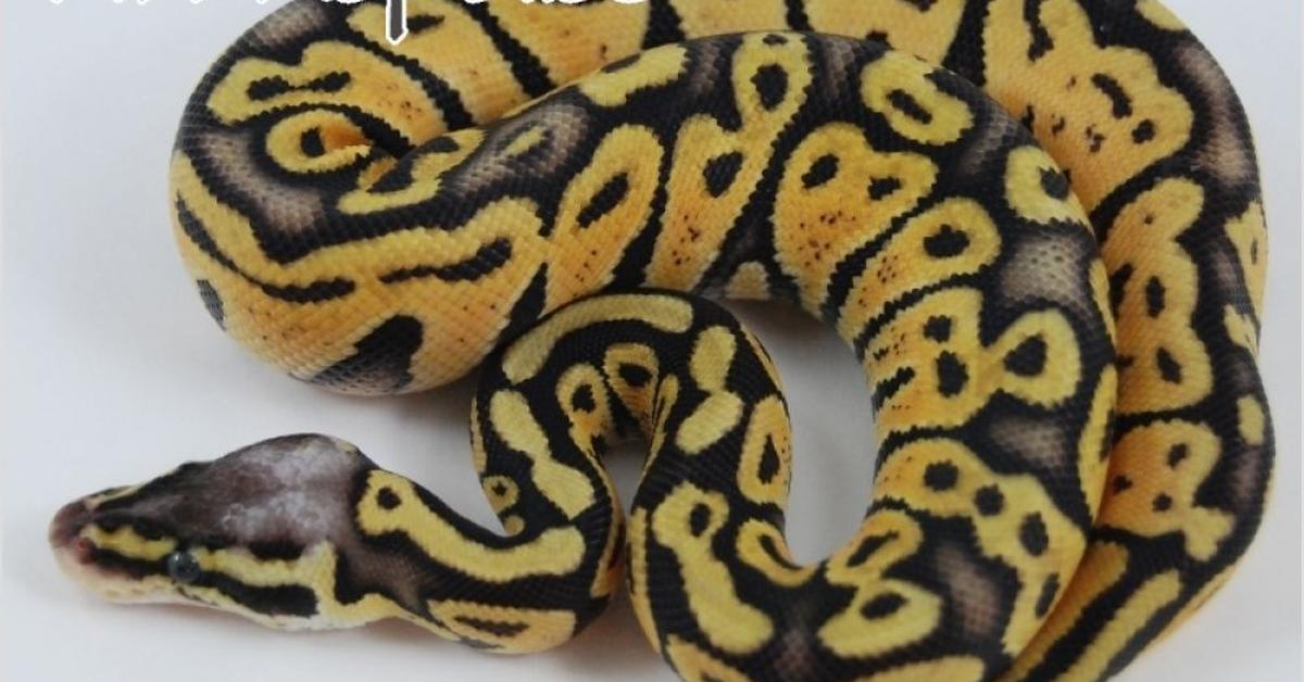 Captivating presence of the Super Pastel Ball Python, a species called Python regius.