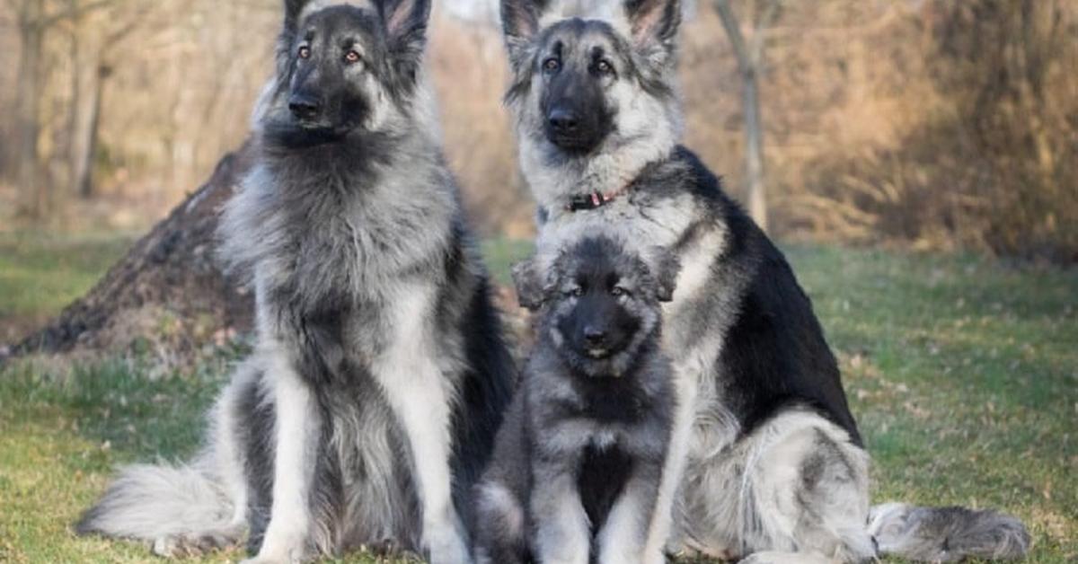 Visual of Shiloh Shepherd, or Shiloh Herder in Indonesian, showcasing its beauty.