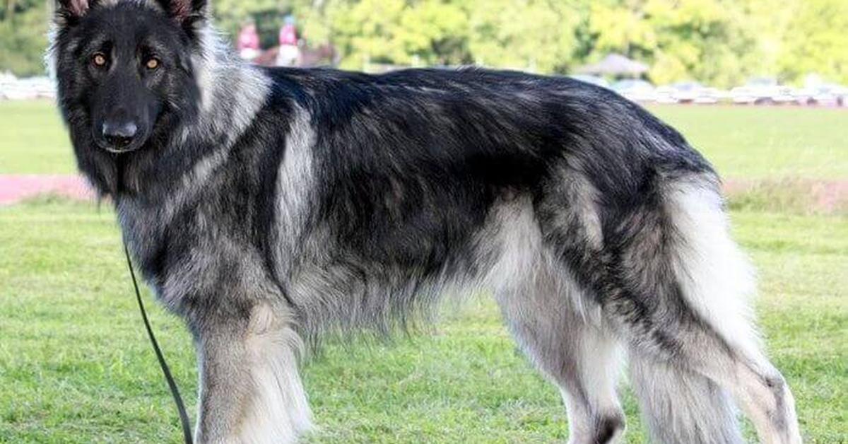 Visual of Shiloh Shepherd, or Shiloh Herder in Indonesian, showcasing its beauty.