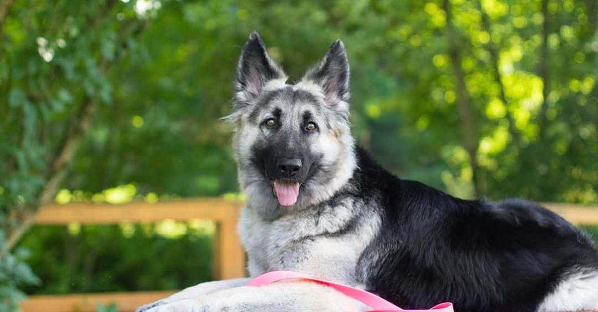 The remarkable Shiloh Shepherd (Canis lupus familiaris), a sight to behold.