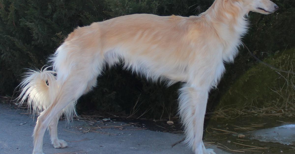 The fascinating Silken Windhound, scientifically known as Canis lupus.