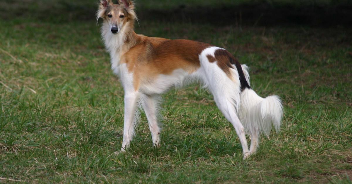 Photograph of the unique Silken Windhound, known scientifically as Canis lupus.