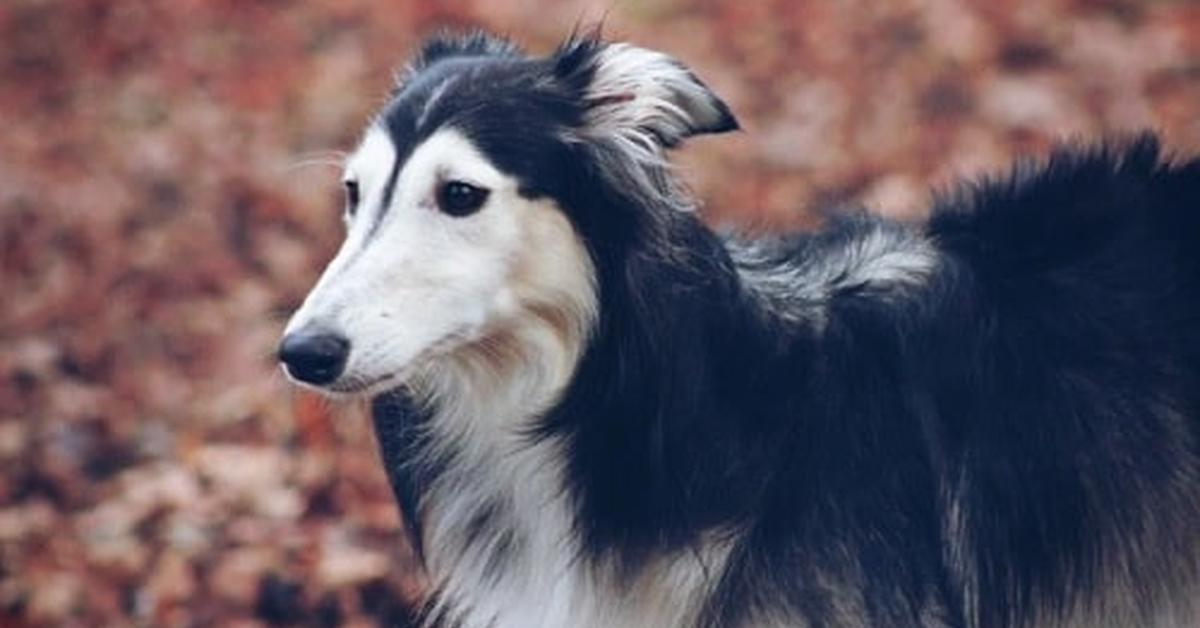 Dynamic image of the Silken Windhound, popularly known in Indonesia as Anjing Silken Windhound.