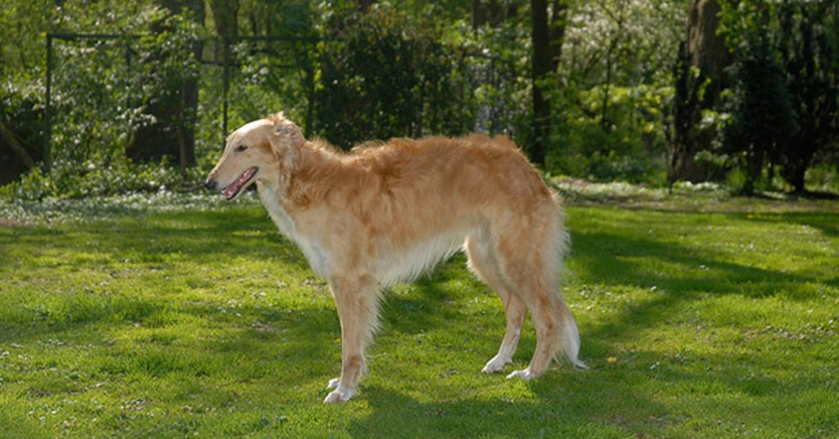 Vivid image of the Silken Windhound, or Anjing Silken Windhound in Indonesian context.