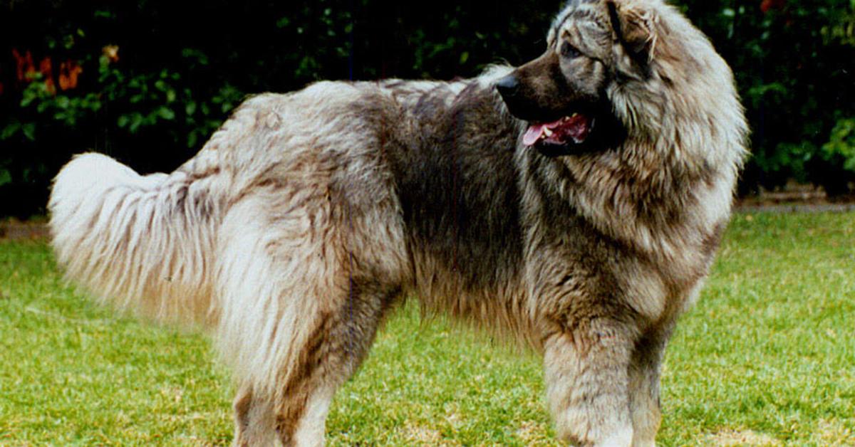 Splendid image of the Sarplaninac, with the scientific name Canis lupus.