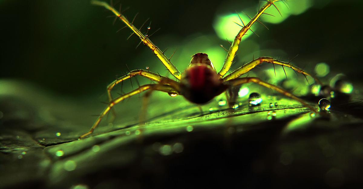 The Sequined Spider, a beautiful species also known as Laba-laba Berpayet in Bahasa Indonesia.