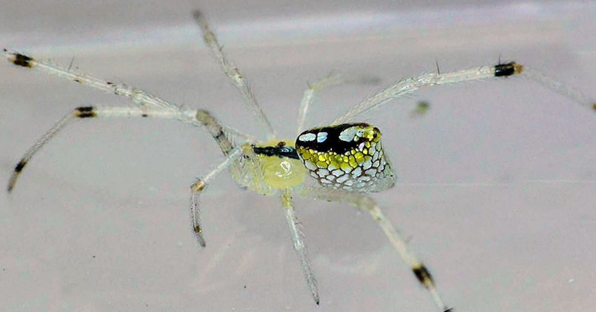 Photograph of the unique Sequined Spider, known scientifically as Thwaitesia argentiopunctata.