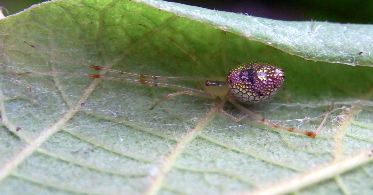 The Sequined Spider in its natural beauty, locally called Laba-laba Berpayet.