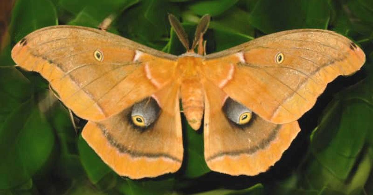 Image of the Saturniidae Moth (Saturniidae), popular in Indonesia as Kupu-kupu Saturniidae.