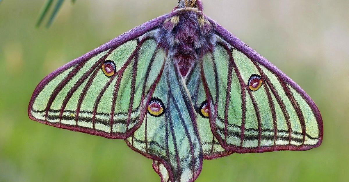 The Saturniidae Moth, a species known as Saturniidae, in its natural splendor.