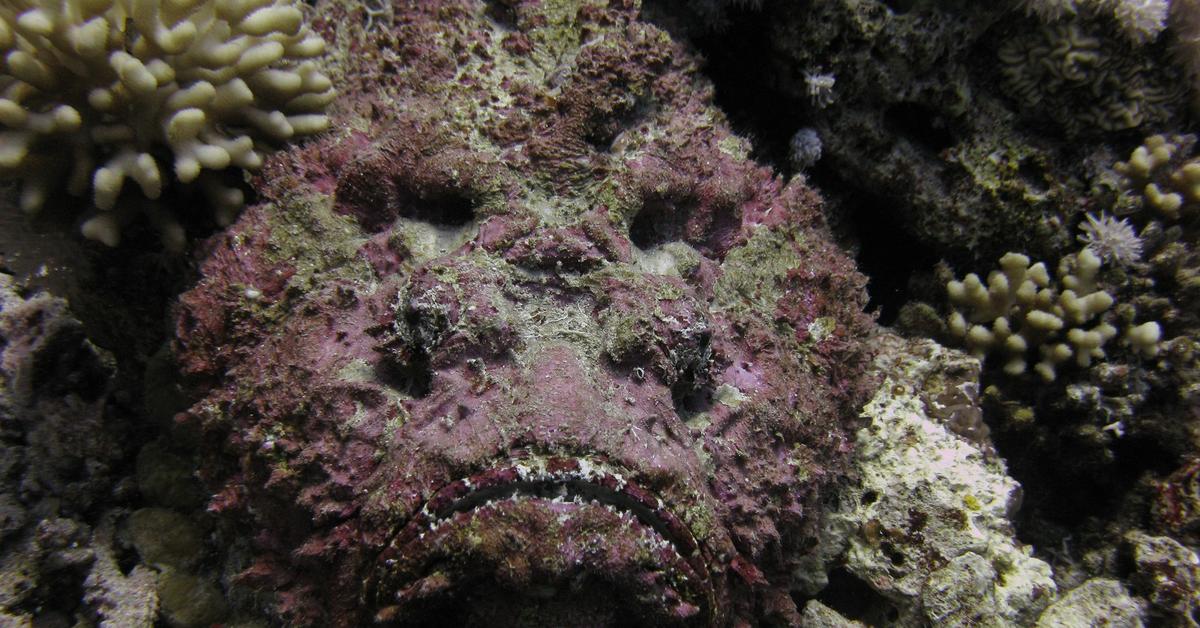 The alluring Stonefish, commonly referred to as Ikan Batu in Bahasa Indonesia.