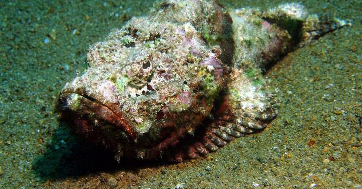 The Stonefish, a species known as Synanceia, in its natural splendor.