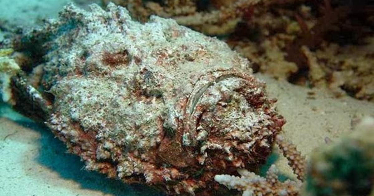 Visual of Stonefish, or Ikan Batu in Indonesian, showcasing its beauty.