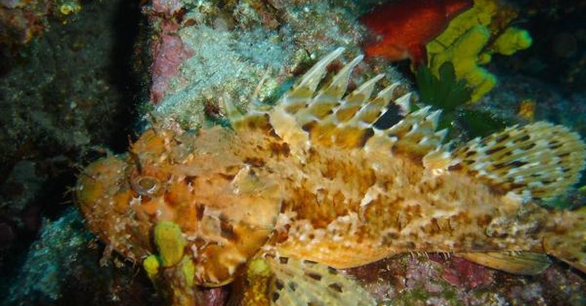 Striking appearance of the Stonefish, known in scientific circles as Synanceia.