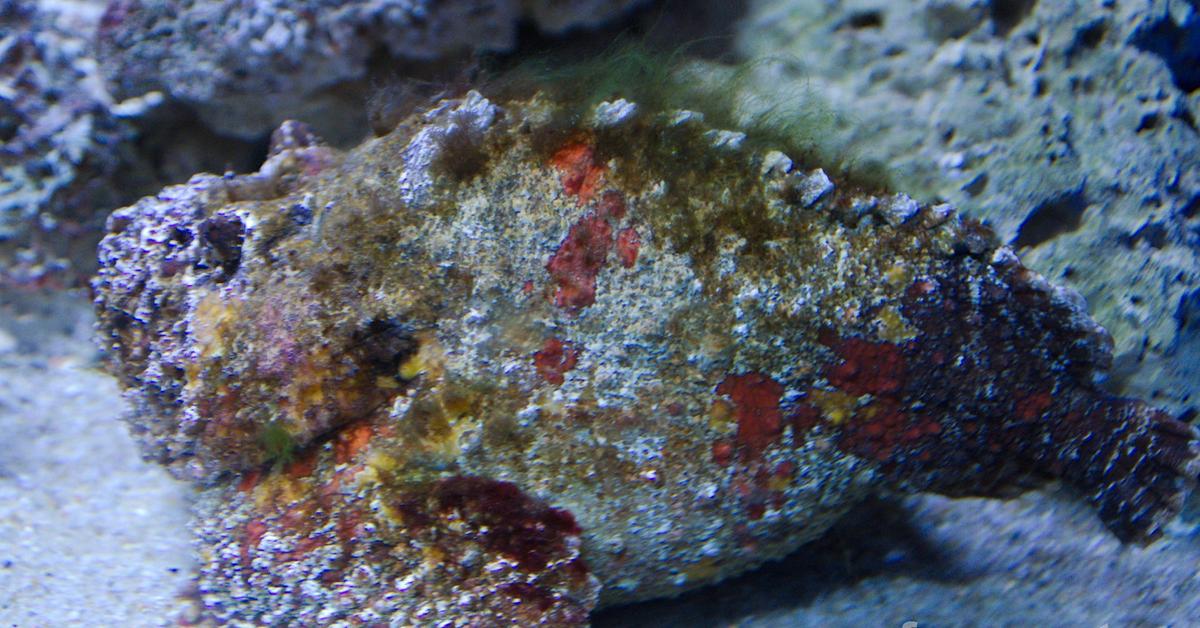 Captured moment of the Stonefish, in Indonesia known as Ikan Batu.