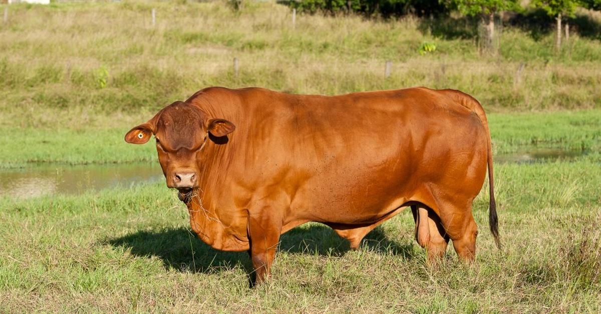 Detailed shot of the Senepol Cattle, or Bos taurus, in its natural setting.