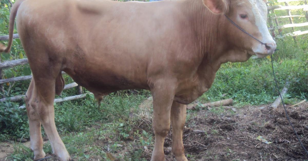 Elegant portrayal of the Senepol Cattle, also known as Bos taurus.