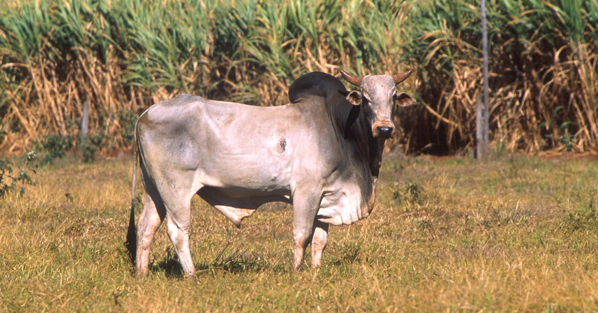 The Senepol Cattle, a beautiful species also known as Sapi Senepol in Bahasa Indonesia.