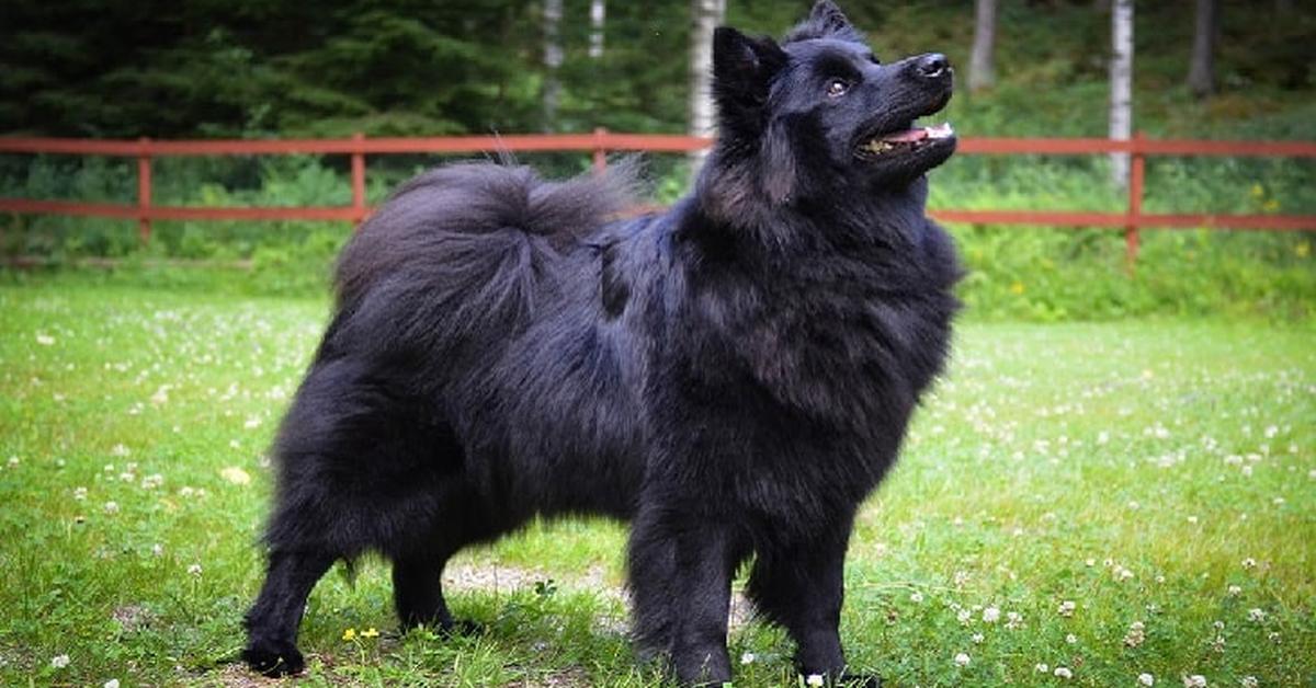 Photographic depiction of the unique Swedish Lapphund, locally called Anjing Swedish Lapphund.