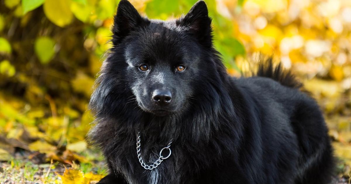 The alluring Swedish Lapphund, commonly referred to as Anjing Swedish Lapphund in Bahasa Indonesia.