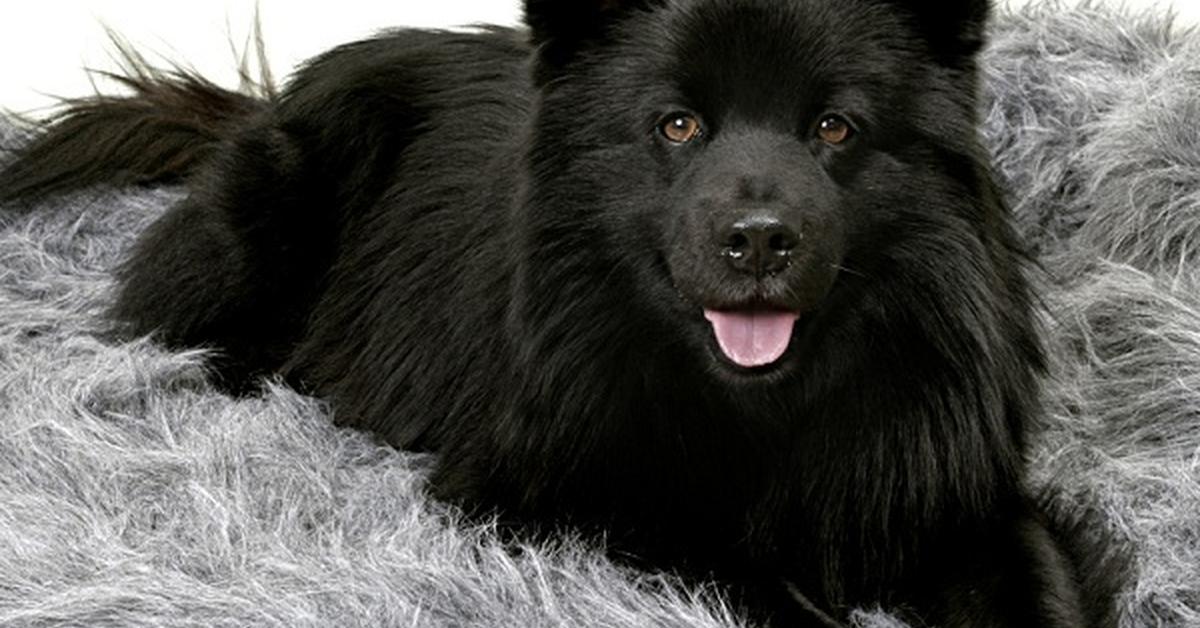 A beautiful representation of the Swedish Lapphund, scientifically Canis lupus.