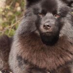 Visual of Swedish Lapphund, or Anjing Swedish Lapphund in Indonesian, showcasing its beauty.