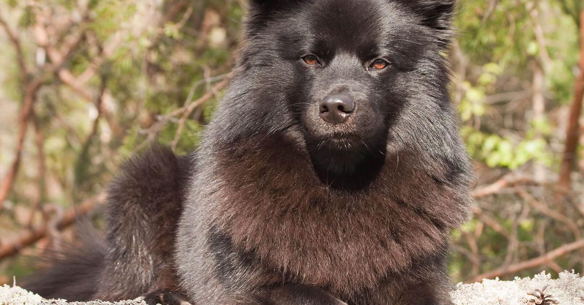 Visual of Swedish Lapphund, or Anjing Swedish Lapphund in Indonesian, showcasing its beauty.