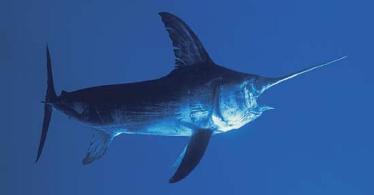 Exquisite image of Swordfish, in Indonesia known as Ikan Pedang.