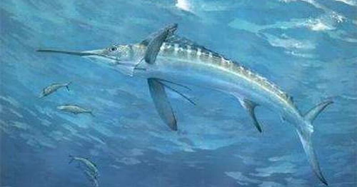 Visual representation of the Swordfish, recognized in Indonesia as Ikan Pedang.