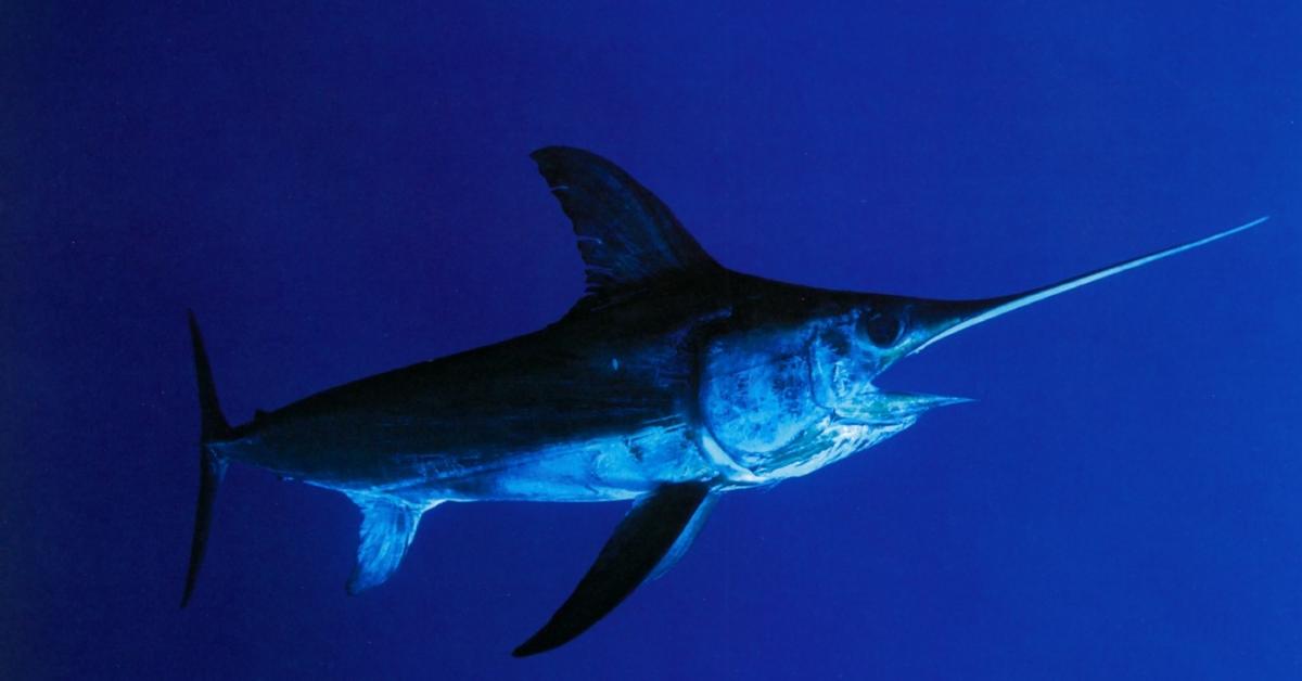 The Swordfish, a species known as Xiphias gladius, in its natural splendor.