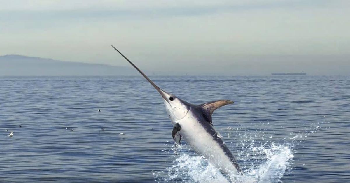 Stunning depiction of Swordfish, also referred to as Xiphias gladius.