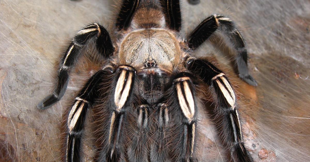 The elegant Skeleton Tarantula (Ephebopus murinus), a marvel of nature.