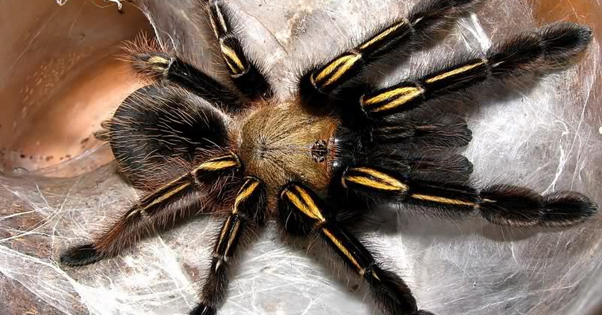 Visual representation of the Skeleton Tarantula, recognized in Indonesia as Tarantula Skeleton.