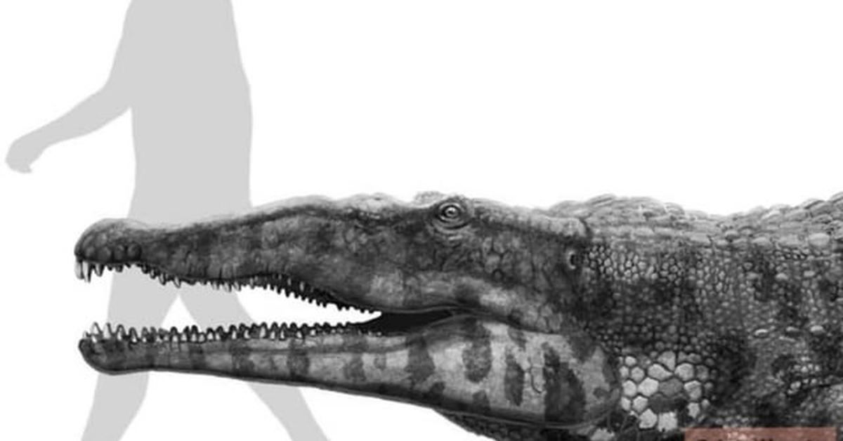 The Smilosuchus, a beautiful species also known as Smilosuchus in Bahasa Indonesia.