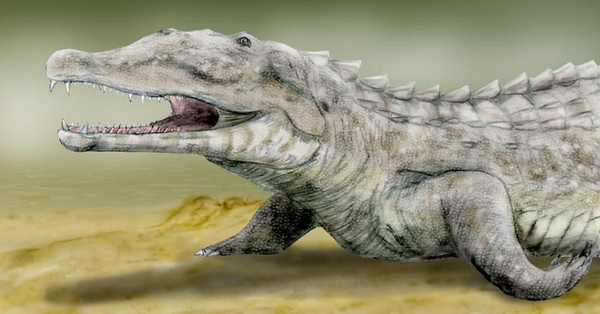 Vivid image of the Smilosuchus, or Smilosuchus in Indonesian context.