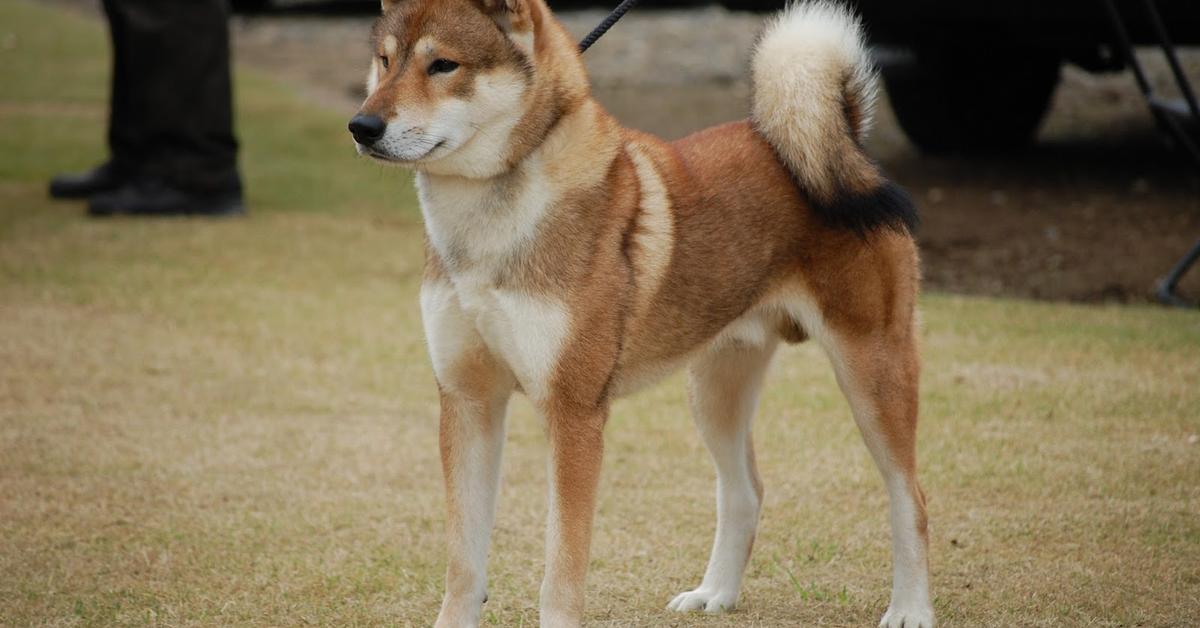 Iconic view of the Shikoku, or Canis lupus, in its habitat.